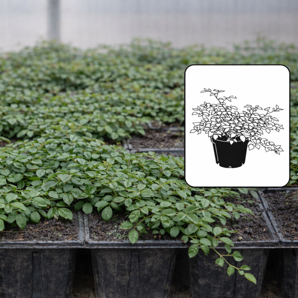 Groundcover